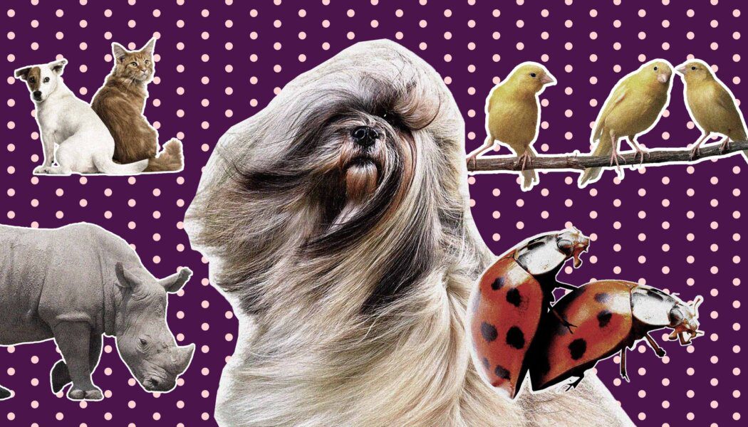 Ask Kai’s greatest hits