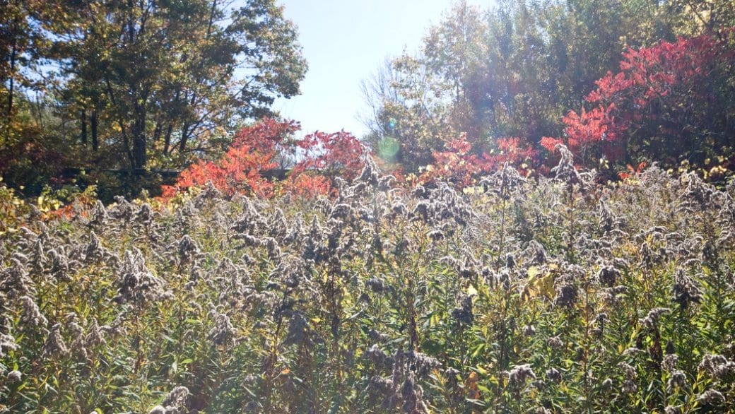 The joys of park sex — and a few hints on discretion, cleanup and consent